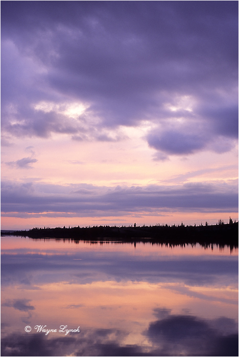 Damant Lake Barrenlands 106 by Dr. Wayne Lynch ©